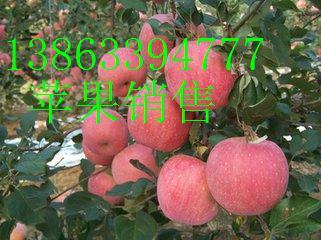 供应用于山东苹果价格的山东苹果产地价格