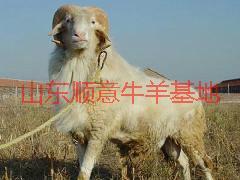 供应用于种羊的小尾寒羊科学养殖技术