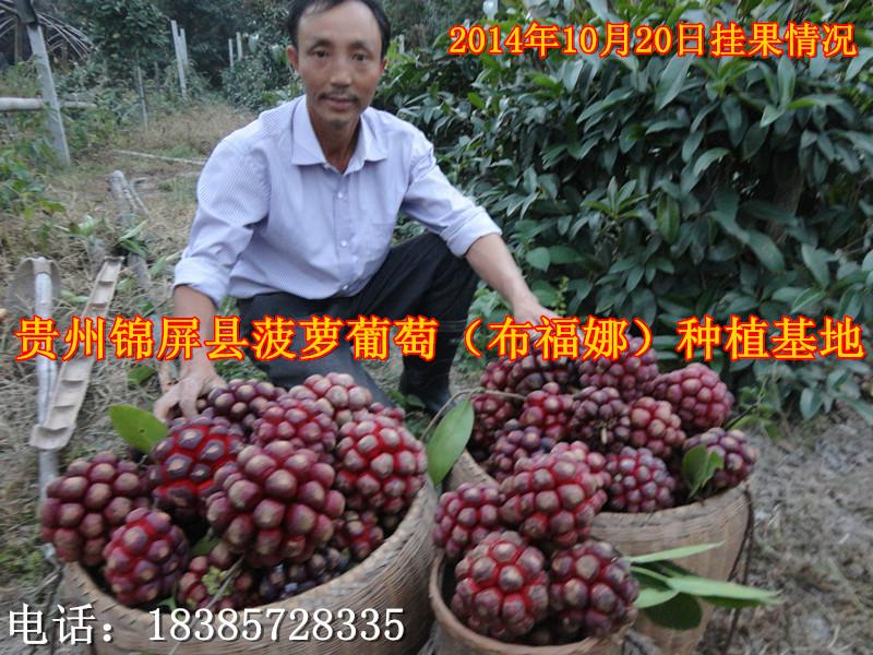 供应九江菠萝葡萄种苗供应商，九江菠萝葡萄种苗批发市场，九江布福娜种苗