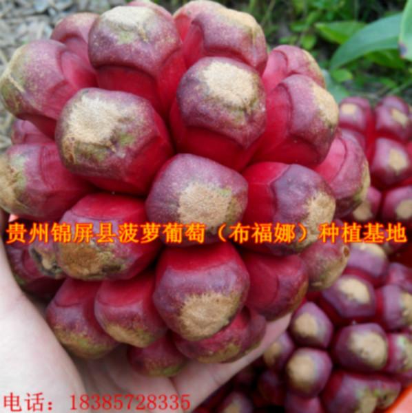 供应广州哪里有菠萝葡萄苗卖，菠萝葡萄苗批发