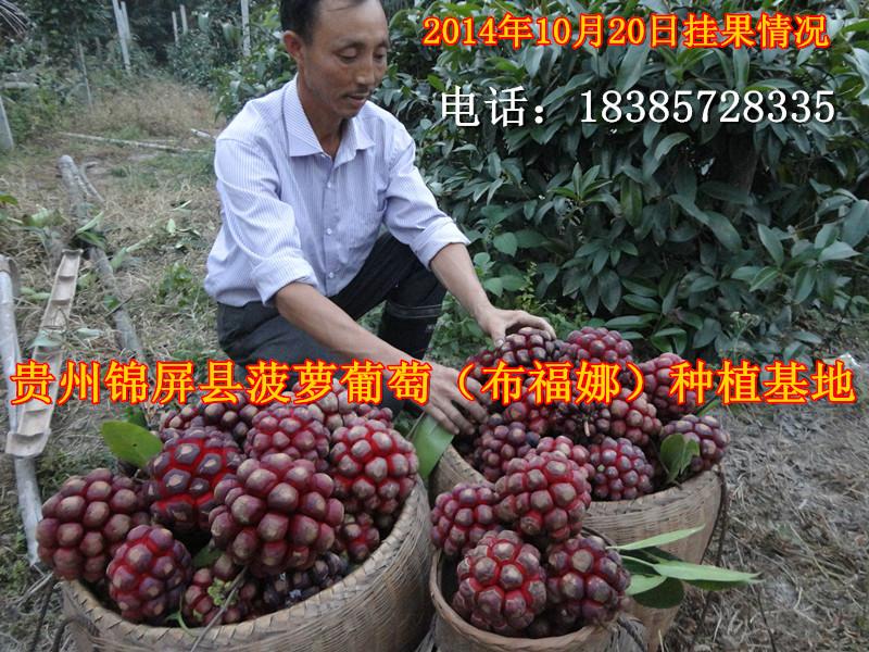 供应九江菠萝葡萄种苗供应商，九江菠萝葡萄种苗批发市场，九江布福娜种苗
