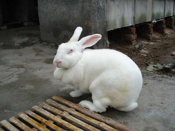 供应獭兔养殖种兔养殖养殖技术