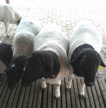 供应3-4个月小尾寒羊羊羔价格-优质小尾寒羊羊羔多少钱