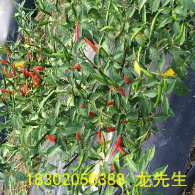 供应广州美人椒批发商，广州美人椒种植，广州美人椒价格