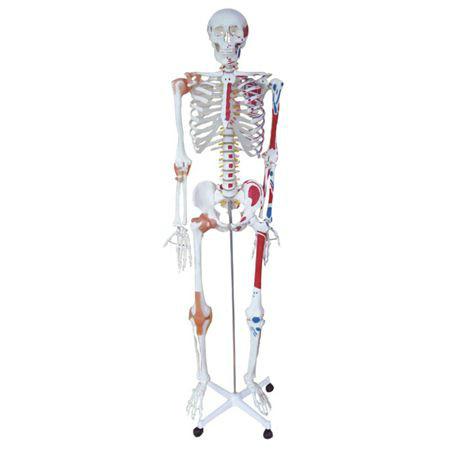 供应人体骨骼半边肌肉着色模型