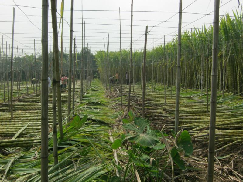 供应黄皮甘蔗产地，广东黄皮甘蔗产地，黄皮甘蔗生产基地