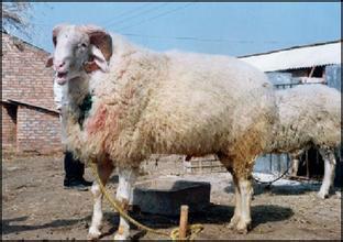 肉羊养殖行情批发