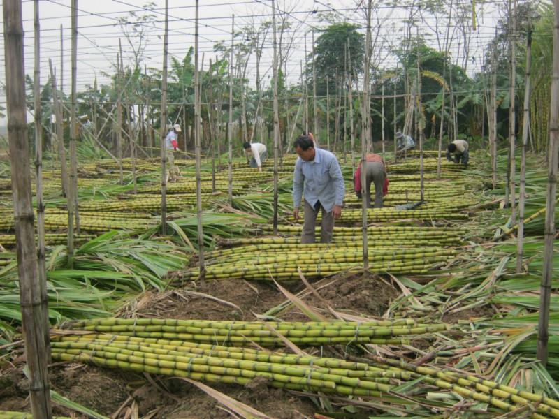 供应海南黄皮甘蔗大量货源批发，供海南种植甘蔗种