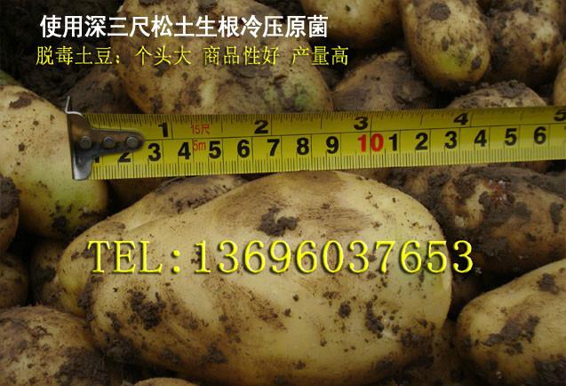 供应特色大果高产脱毒土豆原一代种子 高产 质脆 黄皮黄肉菜用型图片