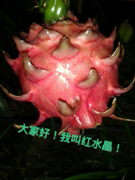 供应广东台湾红心火龙果种植技术，广东特价台湾红心火龙果