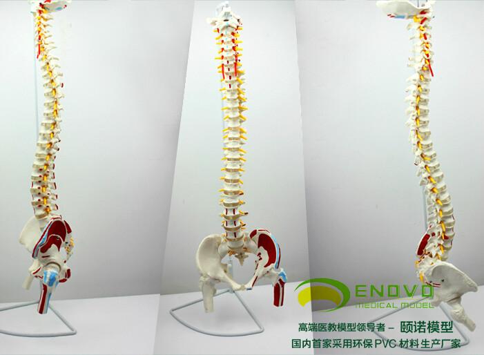 供应可弯曲脊柱肌肉着色点脊柱，人体骨骼模型