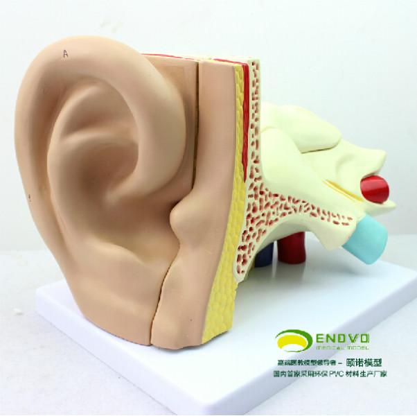 供应耳朵解剖结构模型