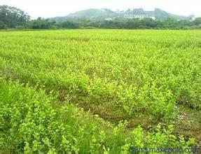 供应台湾蜜丝枣种植苗批发  丰产有机台湾蜜丝枣 奶味太子蜜丝枣