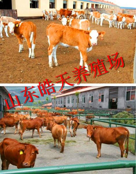济宁市皓天牧业公布最新西门塔尔牛价格厂家供应皓天牧业公布最新西门塔尔牛价格