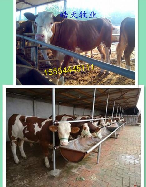 济宁市皓天牧业公布最新西门塔尔牛价格厂家