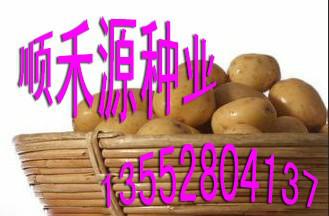 供应土豆种子价格图片