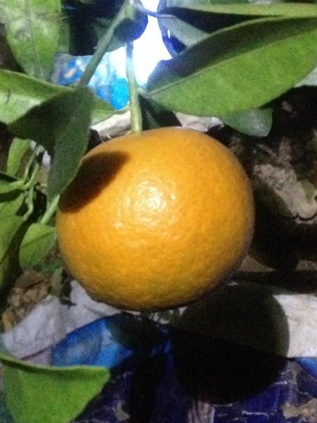 柑橘_柑橘供货商_供应广西南宁世纪红柑橘苗