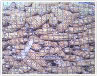 供应圈玉米钢丝网圈玉米电焊网