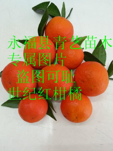 供应华南世纪红柑橘果苗苗圃