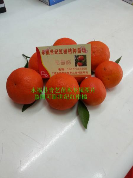 供应广西钦州世纪红柑橘苗，广西钦州世纪红柑橘苗