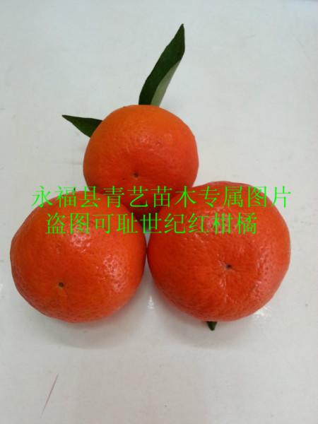 供应华南世纪红柑橘果苗供应
