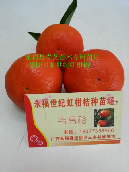 供应桂林世纪红柑橘果苗批发多少钱，世纪红柑橘甜不甜