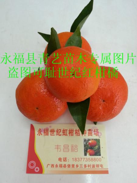 供应梧州世纪红柑橘苗，梧州世纪红柑橘苗预定