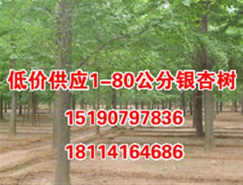 邳州29公分银杏树苗木批发基地  银杏树苗木哪里的好