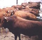 供应太原郊区牲畜交易市场肉牛最多