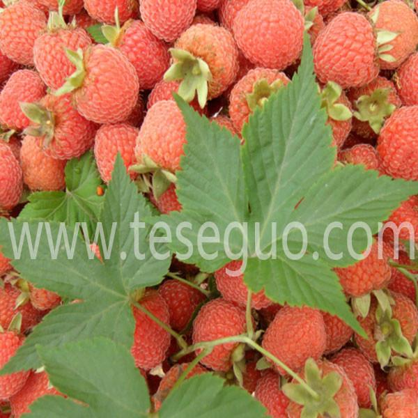 供应用于农业水果种植的覆盆子种苗  覆盆子掌叶树莓种苗图片