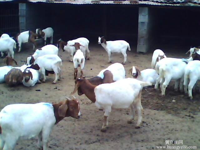 供应肉羊  肉羊价格  肉羊养殖基地图片