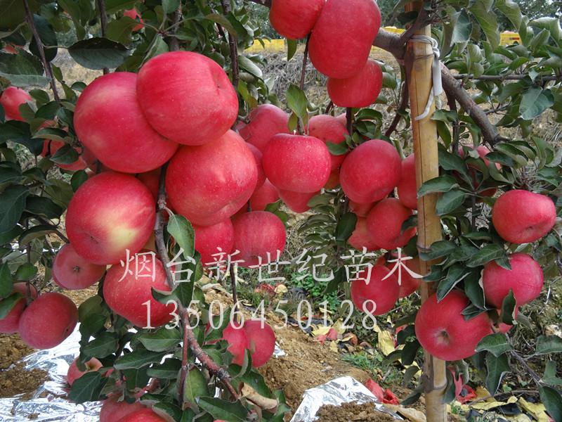 供应烟台苹果苗 2公分苹果树 3公分苹果树报价图片