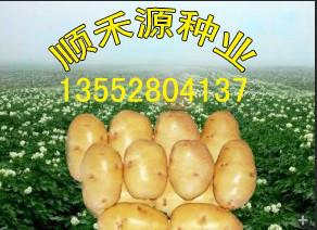 北京市土豆种子厂家供应土豆种子