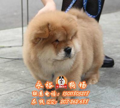 供应广州松狮大概价钱 广州纯种松狮犬多少钱一只 广州哪里有松狮犬