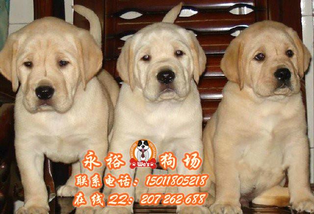 供应哪里有出售纯种拉布拉多犬 广州哪里有正规狗场 纯种拉布拉多价格