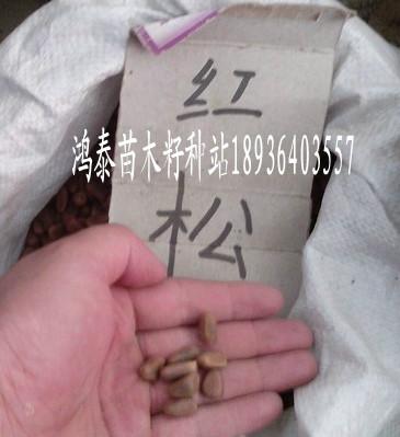 供应红松种子多少钱一斤