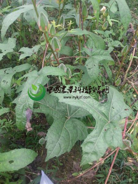 济南市金花葵种子厂家供应金花葵种子 菜芙蓉种植 野芙蓉蔬菜 特色种子