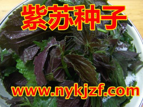 供应紫叶苏种子 苏叶籽 蔬菜种子