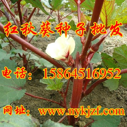 济南市红秋葵种子厂家