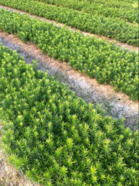 供应米径7-8公分罗汉松-批发销售苗木-绿化苗信息-造林苗图片
