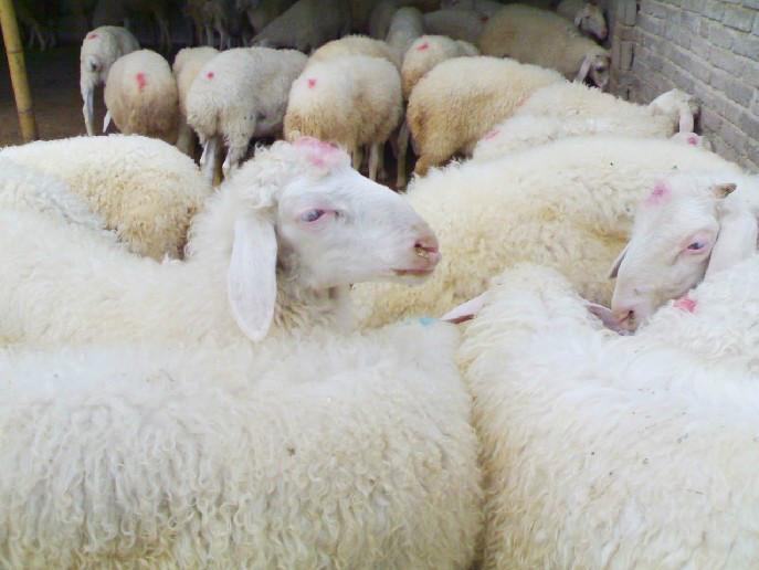 供应杜泊绵羊价格-杜泊绵羊养殖场