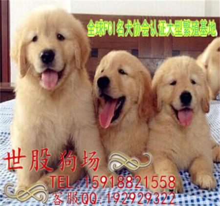 供应用于的广州金毛犬多少钱 广州金毛价格图片
