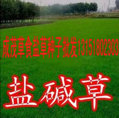 江苏成茂草种子食盐草供应商批发