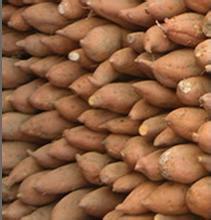 供应用于紫薯的紫罗兰 山东紫薯批发厂家 德州紫罗兰供应商