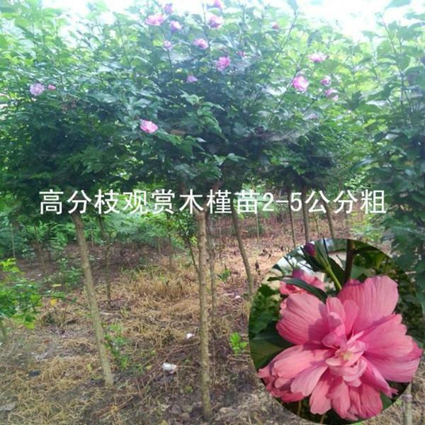 供应高分枝点红花木槿树苗3公分木槿/耐旱沙漠玫瑰