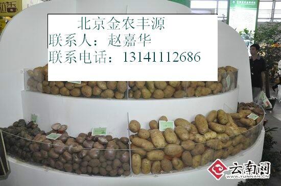供应马铃薯种子脱毒马铃各地土豆种子价格批发价格-各地土豆种子图片