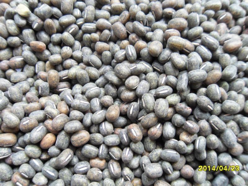 供应黑小豆功效黑小豆价格黑小豆种植山东黑小豆