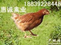 供应海兰褐鸡/海兰褐蛋鸡养殖