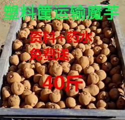供应魔芋种二代50-100克