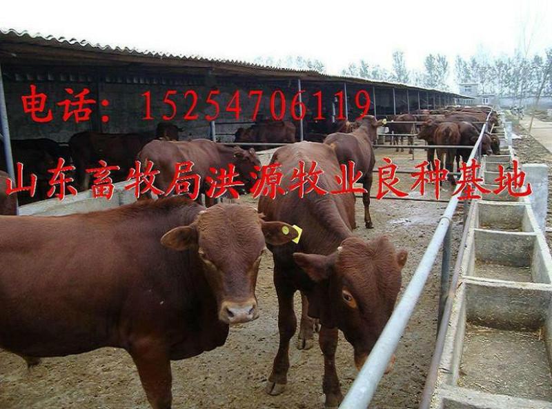 中国最大的肉牛养殖场在哪里批发